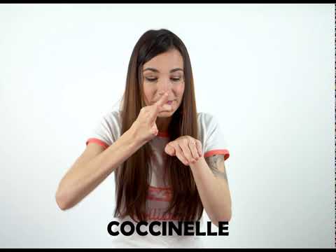 Coccinelle