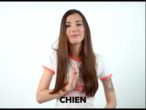 Chien